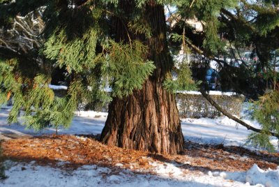Sequoiadendron giganteum - sekvojovec obrovský - kmen